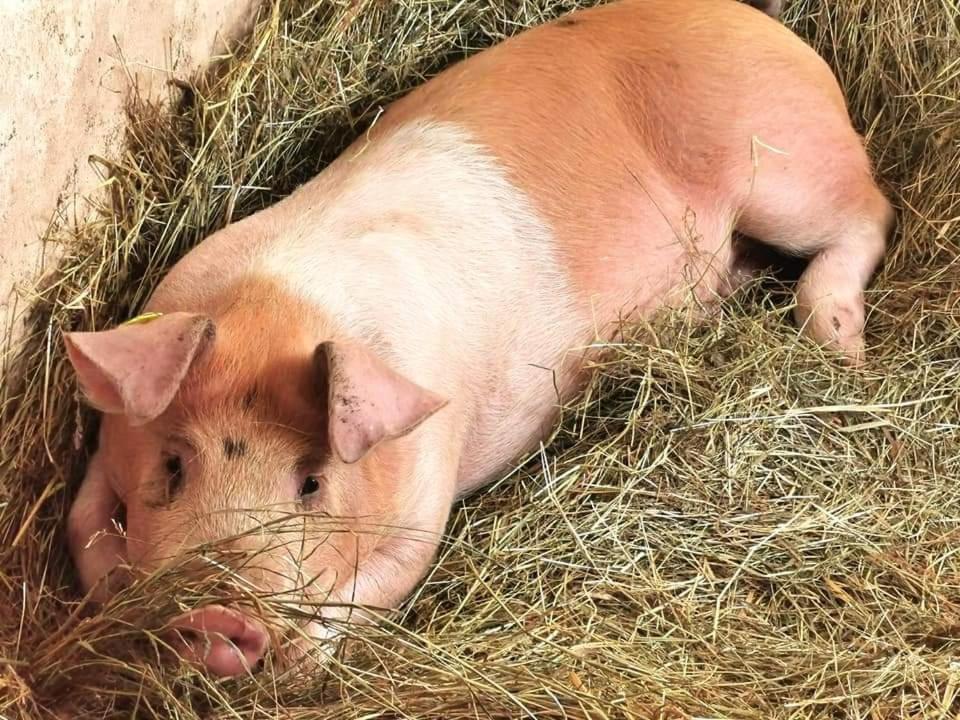 Schusterbauer Villa Koppl Kültér fotó